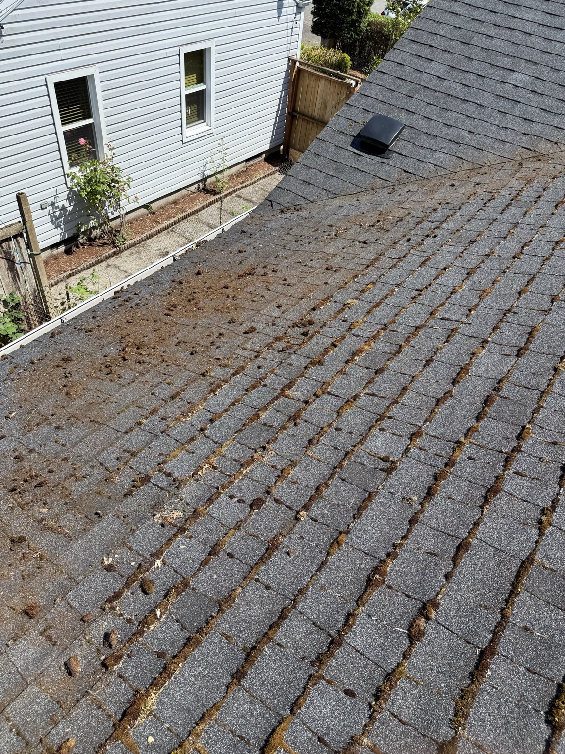 Asphalt roof with heavy moss buildup before service
